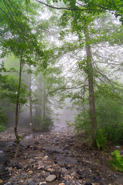 Bela floresta em artvin, turquia