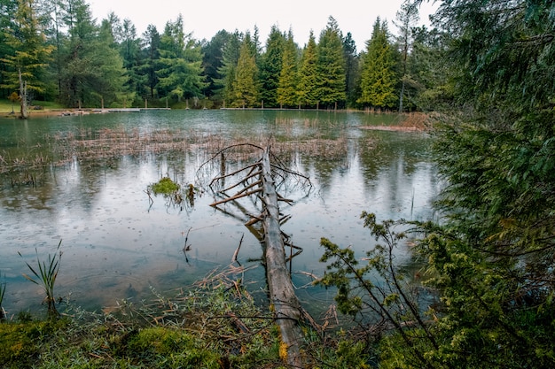 Bela floresta em um pequeno lago em Opakua, País Basco, Espanha