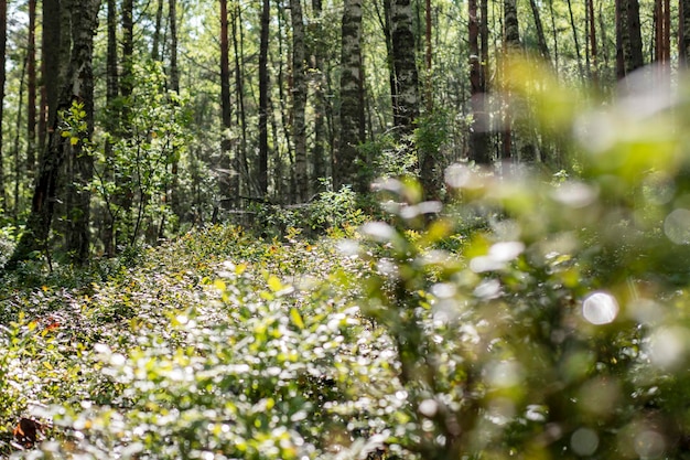 Foto bela floresta ensolarada caminhadas na floresta ar fresco