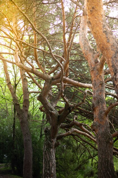 Bela floresta na primavera com sol forte brilhando por entre as árvores