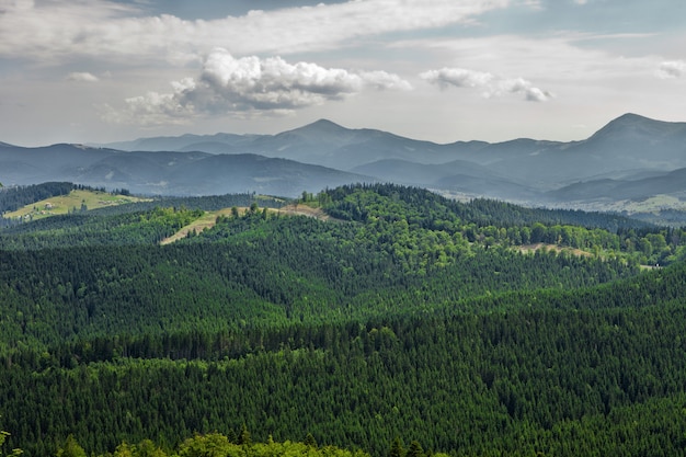 Bela floresta nas montanhas. fundos da natureza