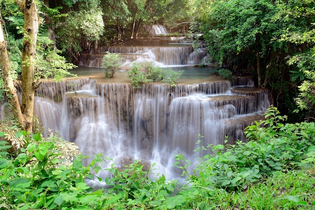 Bela floresta perene com cachoeira