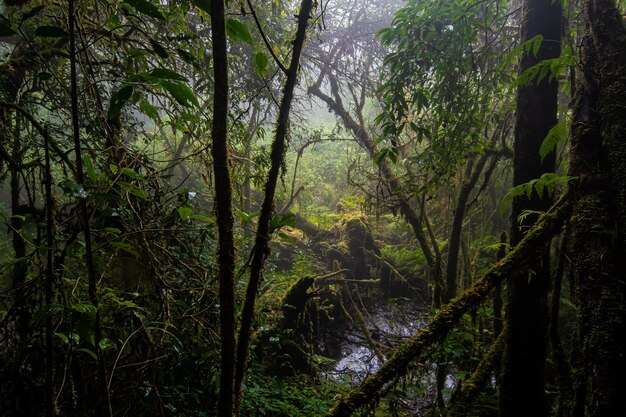 Foto bela floresta tropical na trilha natural de ang ka no parque nacional de doi inthanon, na tailândia