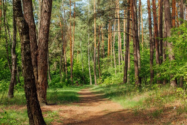 Bela floresta verde com árvores altas