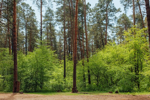 Bela floresta verde com árvores altas