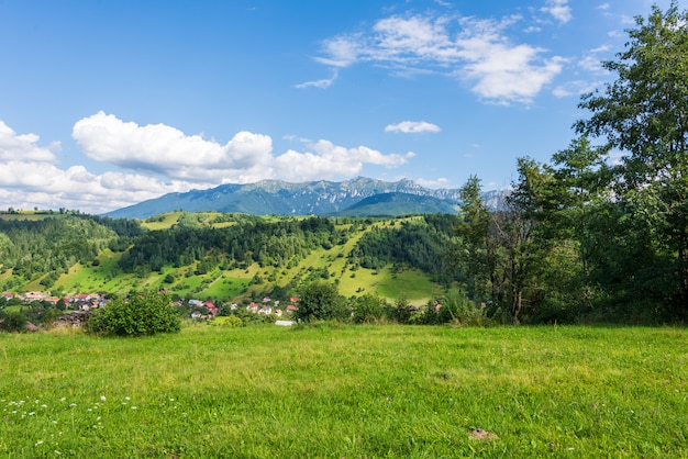 Bela floresta verde nas montanhas