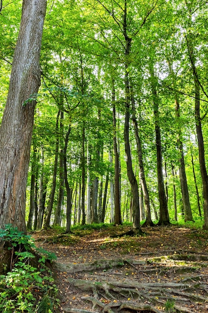 Bela floresta verde no verão