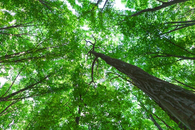 Bela floresta verde no verão