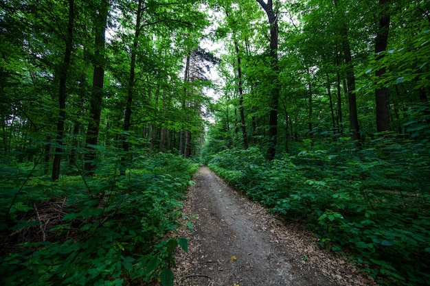 Bela floresta verde