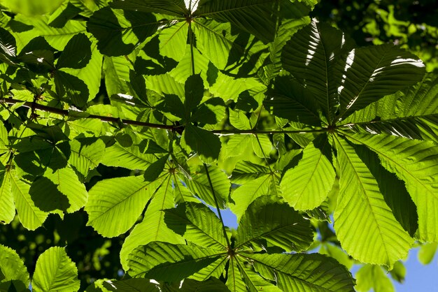 Bela folhagem jovem de árvores verdes