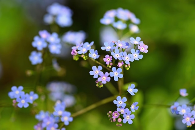 Bela foto colorida de uma pequena flor azul na grama Vista aproximada na natureza