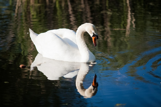 Bela foto de cisne branco olhando para o reflexo no lago