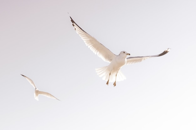 Bela foto de duas gaivotas brancas na Flórida