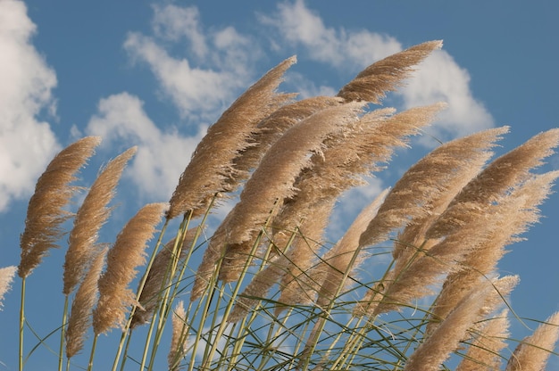 Bela foto de flores de trigo sopradas por um vento forte sob um céu nublado no deserto