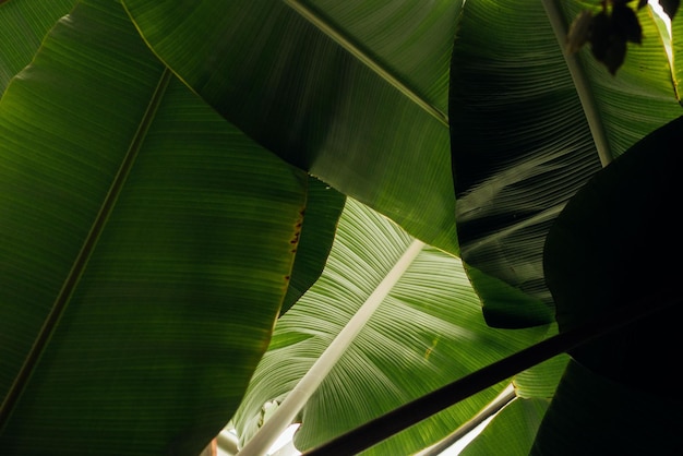 Bela foto de folhas de banana verdes sobrepostas