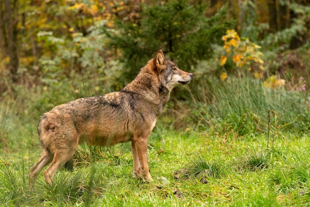 Bela foto de um lobo em um parque durante o dia