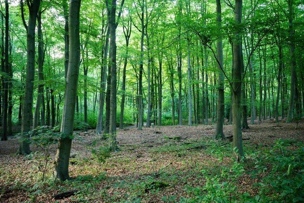 Bela foto de uma floresta cercada por árvores verdes frescas de folhagem