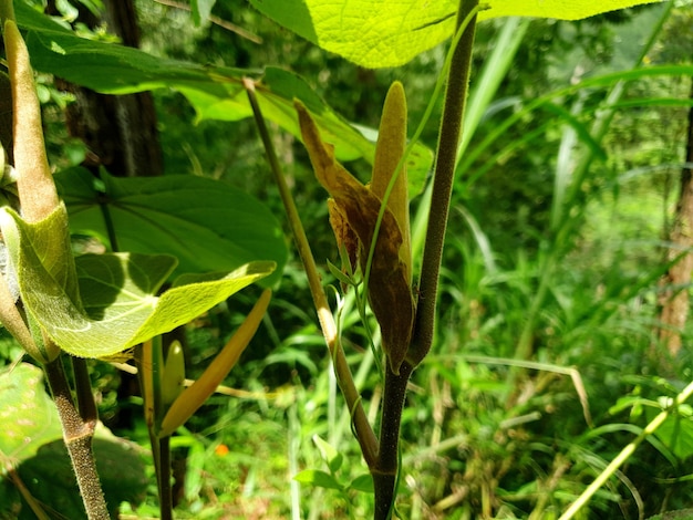 Bela foto de uma folha de planta na floresta