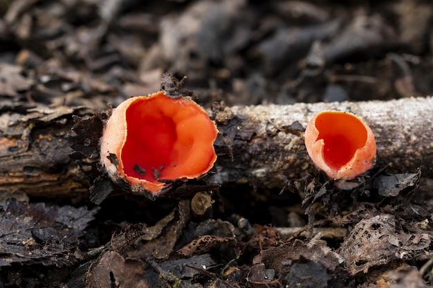 Bela foto do fungo do duende escarlate (sarcoscypha) na floresta