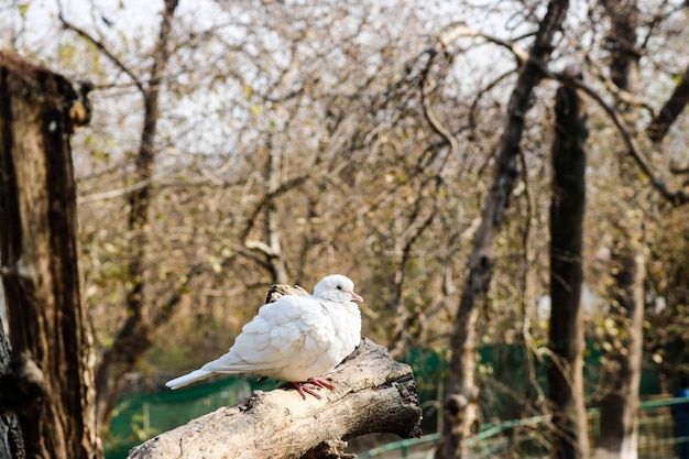 Bela foto do pombo branco raro