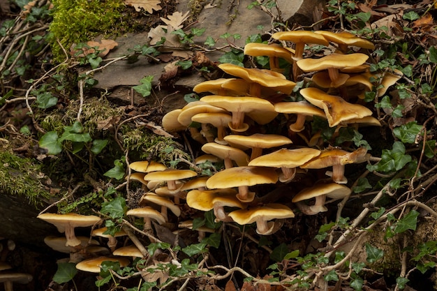 Bela foto dos cogumelos em um campo na floresta