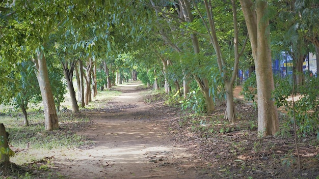 Bela fotografia de paisagem de Bangalore Madiwala ou BTM Layout Lake