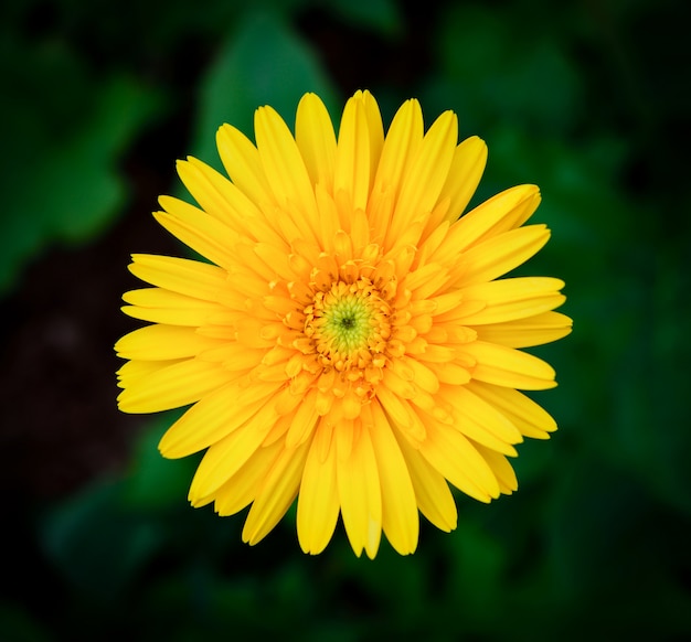 Bela gerbera flor no jardim