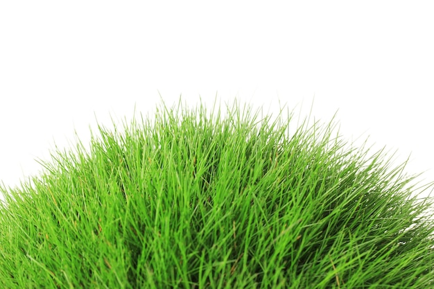Bela grama verde isolada em branco
