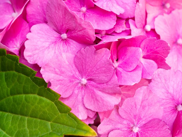 Bela hortênsia rosa close-up