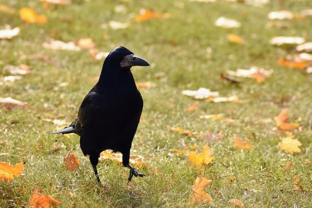 Bela imagem de um pássaro - corvo / corvo na natureza do outono. (Corvus frugilegus)