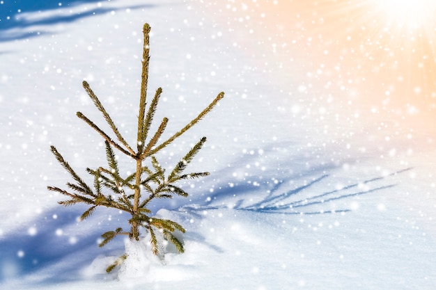 Bela incrível paisagem montanhosa de inverno de Natal. Abeto pequeno jovem verde abeto crescendo sozinho na neve profunda em um dia frio ensolarado gelado em flocos de neve coloridos brilhantes claros copiar o fundo do espaço.