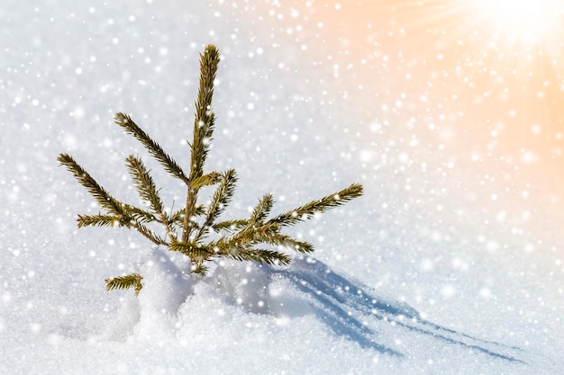 Bela incrível paisagem montanhosa de inverno de Natal. Abeto pequeno jovem verde abeto crescendo sozinho na neve profunda em um dia frio ensolarado gelado em flocos de neve coloridos brilhantes claros copiar o fundo do espaço.