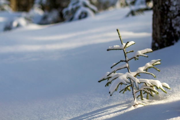 Bela incrível paisagem montanhosa de inverno de Natal. Pequenos pinheiros verdes jovens cobertos de neve e geada em um dia ensolarado frio na neve branca clara e troncos de árvore turva copiam o fundo do espaço.