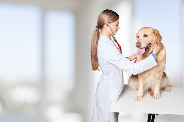 Bela jovem veterinária com um cachorro em um fundo branco