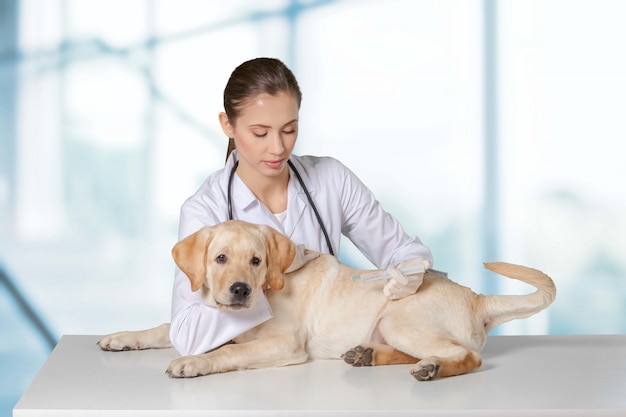 Bela jovem veterinária com um cachorro em um fundo branco