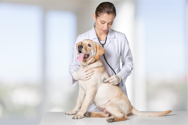 Bela jovem veterinária com um cachorro em um fundo branco