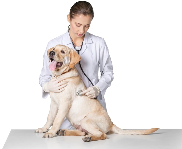 Bela jovem veterinária com um cachorro em um fundo branco