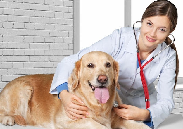 Bela jovem veterinária com um cachorro em um fundo claro