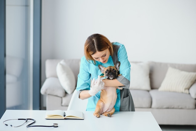 Bela jovem veterinária examinando cachorro na clínica