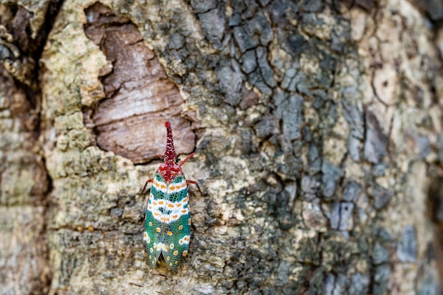 Bela Lanternfly Pyrops Candelaria ou Fulgorid Bug Planthopper rastejando na árvore