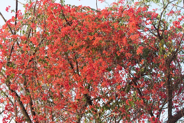 Foto bela laranja magenta bougainvillea flores desabrochando e árvore de buganvílias no verão. papel de parede fundo do teste padrão da textura das buganvílias.