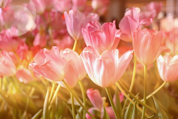 Foto bela luz rosa flor tulipa com luz solar