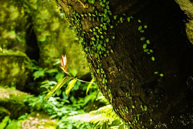Bela luz suave natural iluminando trepadeira de folhas redondas no tronco de árvore.