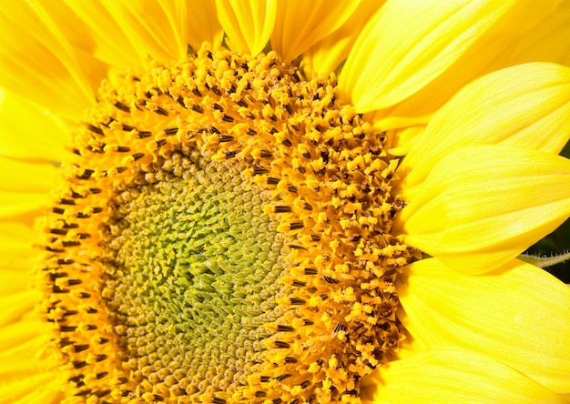 Bela macro de fragmento de girassol amarelo (fundo de natureza). Foto composta de três fotos com considerável profundidade de nitidez.