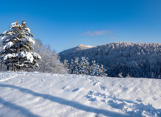 Bela manhã fria de inverno com fundo de neve com árvores, floresta e montanha ao fundo