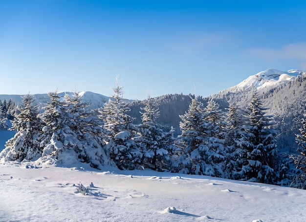 Bela manhã fria de inverno com fundo de neve com árvores, floresta e montanha ao fundo