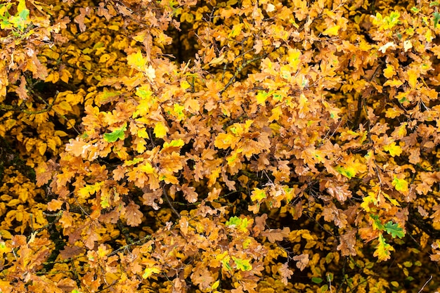 Bela natureza de outono com folhagem caindo no meio do outono