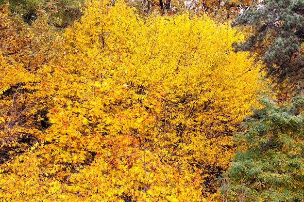 Bela natureza de outono com folhagem caindo no meio do outono