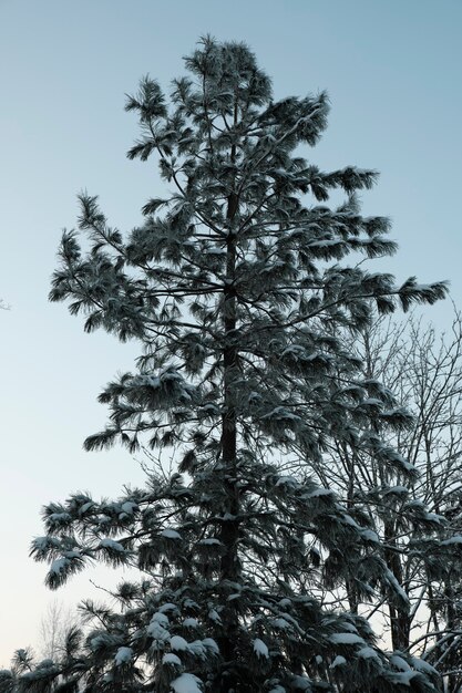 Foto bela natureza do norte, paisagem natural com grandes árvores no inverno gelado. foto de alta qualidade