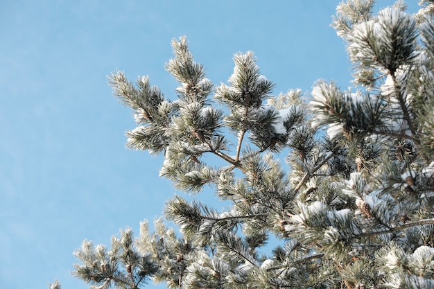 Foto bela natureza do norte, paisagem natural com grandes árvores no inverno gelado